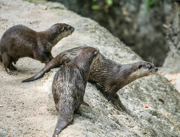 Cute oriental small-clawed otter image of