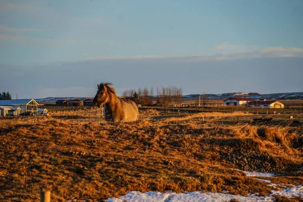 Islandia Los Pastizales Silvestres — Foto de Stock
