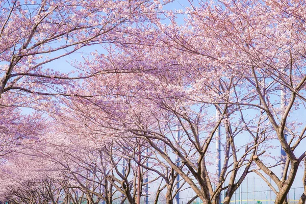 Floração Completa Cerejeira Céu Azul Ensolarado Aeroporto Chofu — Fotografia de Stock