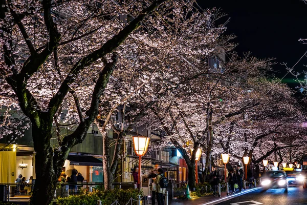 Stad Kersenboom Van Kyoto Pontocho — Stockfoto