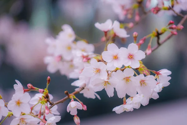 Sky Roppongi Full Bloom Cherry Cloudy — Stock Photo, Image