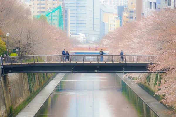Sakura Του Ποταμού Meguro — Φωτογραφία Αρχείου