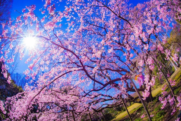 벚나무와 — 스톡 사진