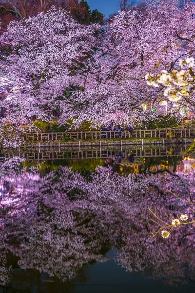 Kwiaty Wiśni Parku Inokashira Inokashira Park — Zdjęcie stockowe