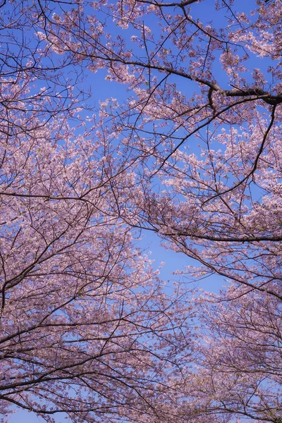 Flor Completa Cerezo Honmoku Cumbre Parque Yokohama —  Fotos de Stock