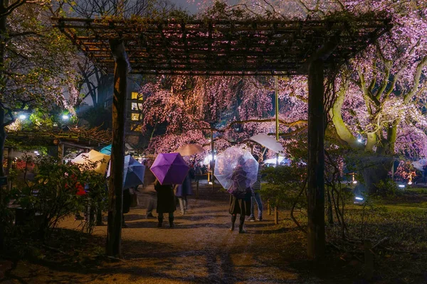 Rikugien 'in çiçek açmış kiraz ağacı.