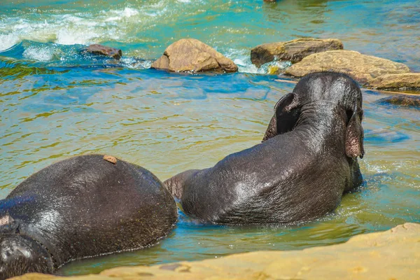 Imagen Elefante Salvaje Sri Lanka Pinnawara —  Fotos de Stock