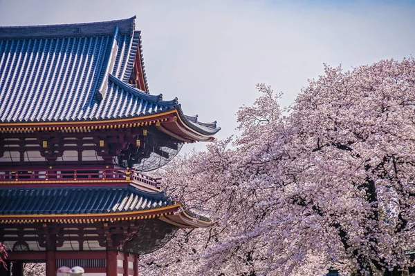 Cerejeira Plena Floração Ikegami Honmonji — Fotografia de Stock