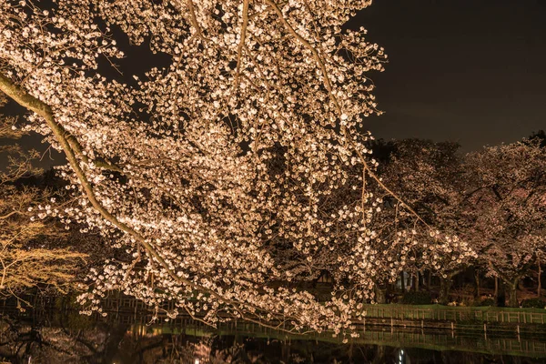 Цветение Вишни Парке Инокасира Парк Инокасира — стоковое фото