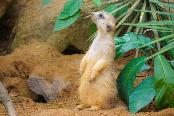 Cute Meerkat Image — 스톡 사진