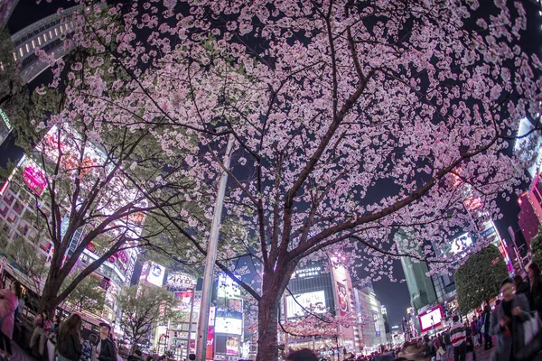 Σταθμός Shibuya Της Sakura — Φωτογραφία Αρχείου