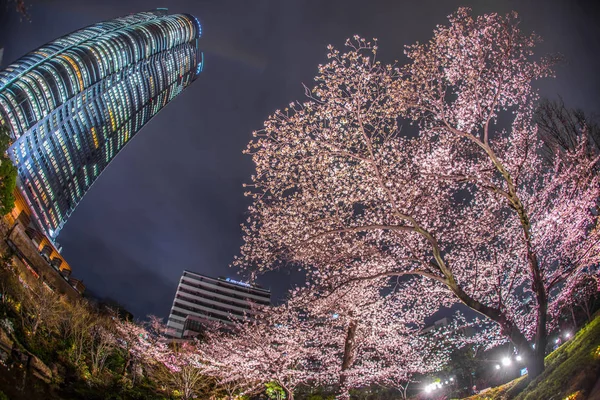 Een Gaand Naar Bezorg Kers Bloesems Avond Roppongi Hills Mori — Stockfoto