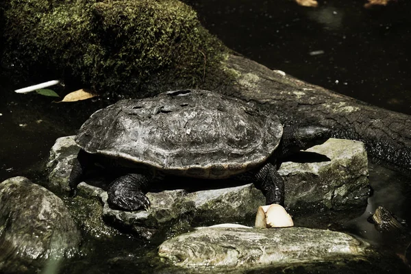 Image Floride Rouge Ventre Cooter — Photo