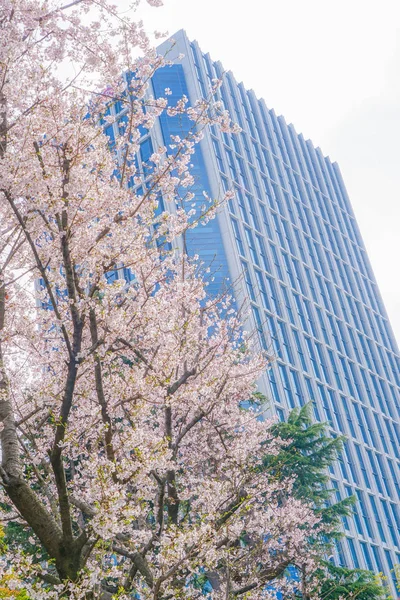 満開の桜と二子玉川ビル群 — ストック写真