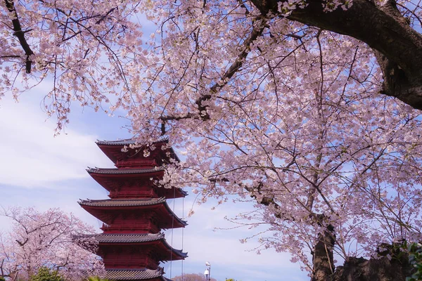 Plný Květ Třešně Pětipatrová Pagoda — Stock fotografie