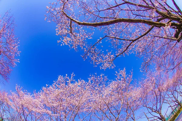 Full Bloom Cherry Tree Sunny Blue Sky Chofu Airport — Stock Photo, Image