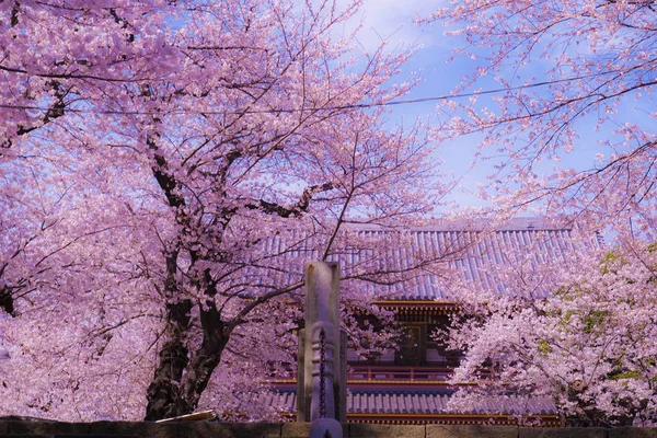 Cerezo Plena Floración Ikegami Honmonji —  Fotos de Stock