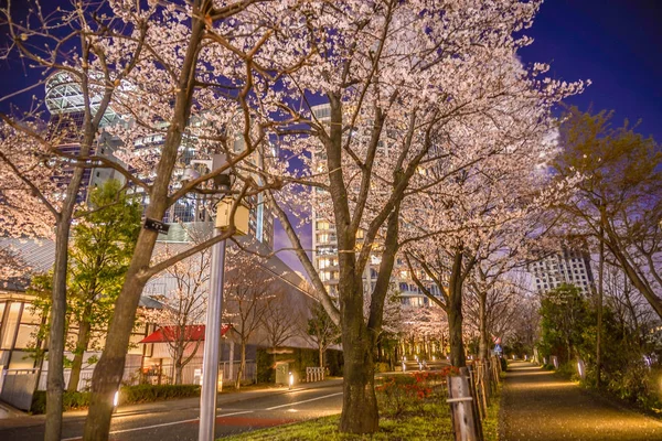 Από Akasaka Minato Τόκιο Άνθη Κερασιάς Και Την Πόλη — Φωτογραφία Αρχείου