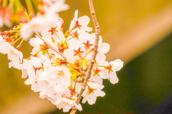 Sakura Del Fiume Meguro — Foto Stock