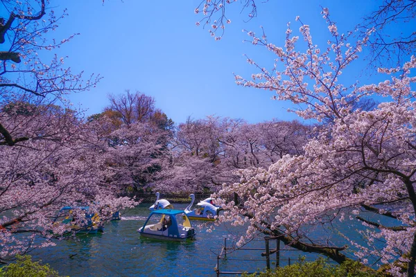 Cerisier Pleine Floraison Parc Inokashira — Photo