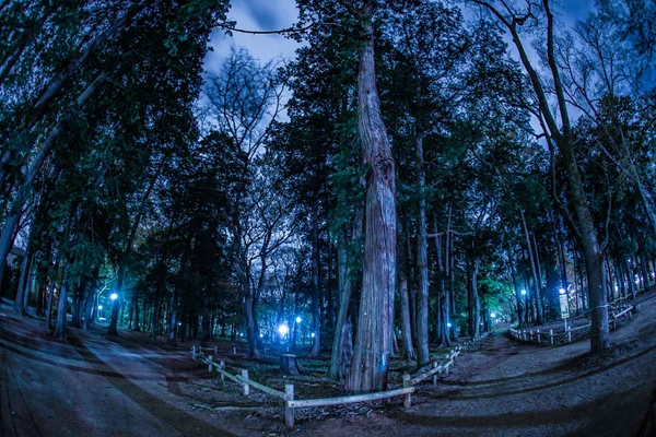Floresta Parque Inokashira — Fotografia de Stock