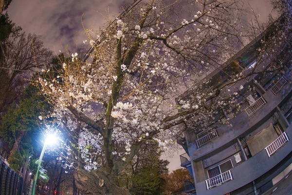 Kersenbloesems Van Het Inokashira Park — Stockfoto