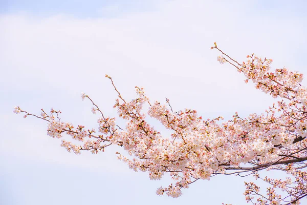 Kirschbaum Voller Blüte Von Ikegami Honmonji — Stockfoto