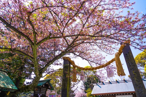 장식용 벚나무 — 스톡 사진
