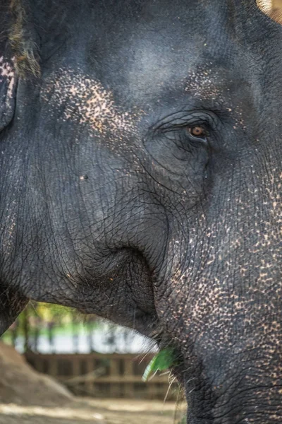 Éléphants Bonbons Sri Lanka — Photo