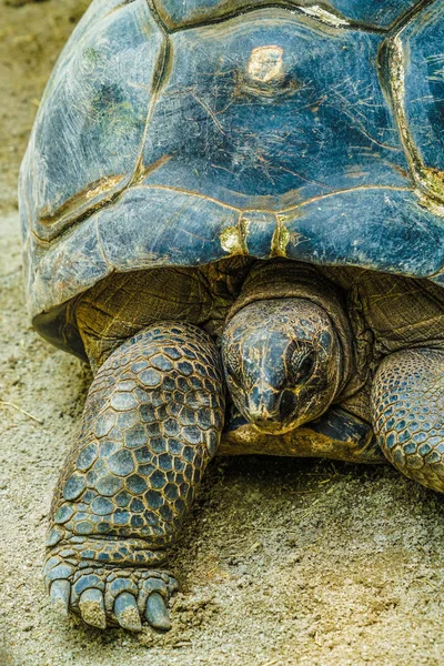 Kaplumbağa Sahilde Dinleniyor — Stok fotoğraf