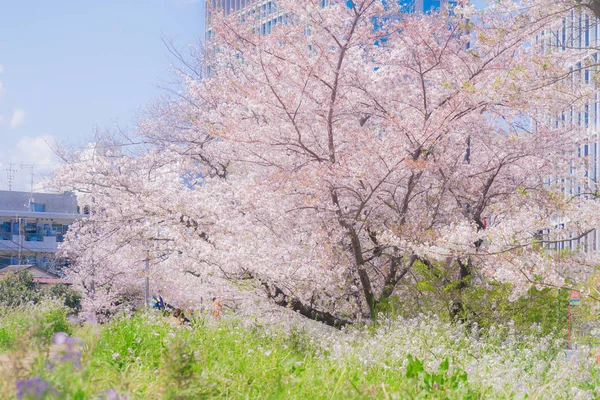 타마가와 벚나무가 줄지어 — 스톡 사진