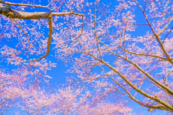 Повний Цвіт Вишневого Дерева Сонячне Блакитне Небо Аеропорт Чофу — стокове фото