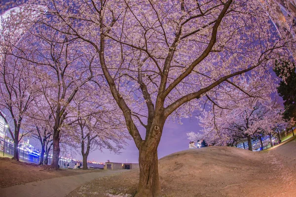 盛开的樱花和夜景中的水手长 — 图库照片