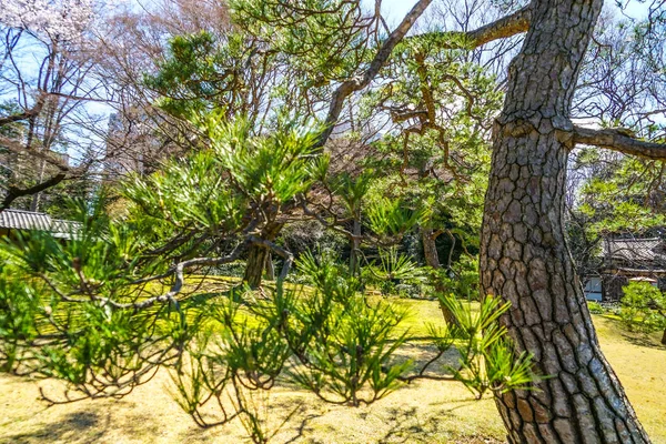 Rikugien Trees Image Japanese Garden — Stock Photo, Image