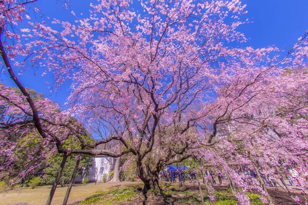 Weinender Kirschbaum Und Sonniger Blauer Himmel — Stockfoto