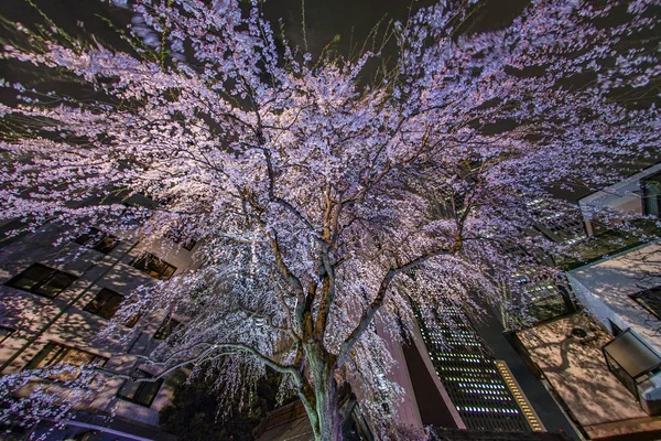 新宿摩天大楼和写字楼樱桃 — 图库照片