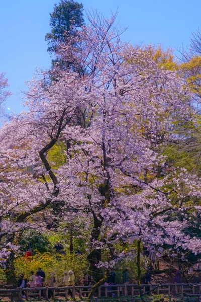 Вишні Дерева Повному Цвіті Парку Інокашіра — стокове фото