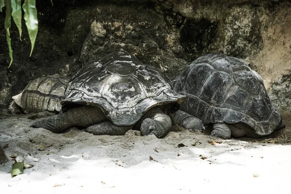 Schildpad Ontspannen Het Strand — Stockfoto