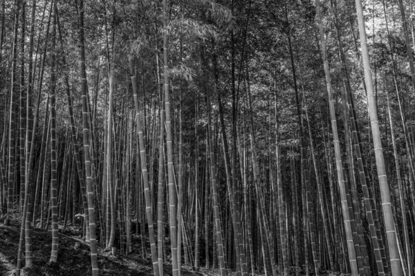 Kyoto Arashiyama Bambuswald Monochrom — Stockfoto