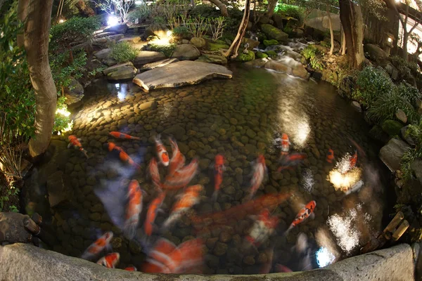 Japon Bahçesinde Yüzen Sazan Resmi — Stok fotoğraf