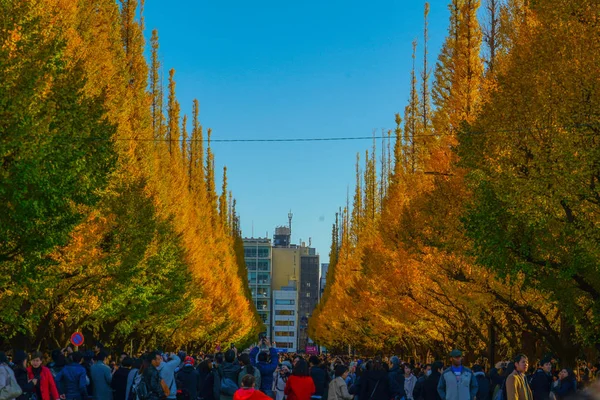 Ginkgo Schrein Außen Garten Ginkgo Reihe Von Bäumen — Stockfoto