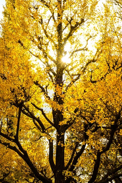 Гриб Ginkgo Зовнішній Садовий Ряд Гінкго Дерев — стокове фото