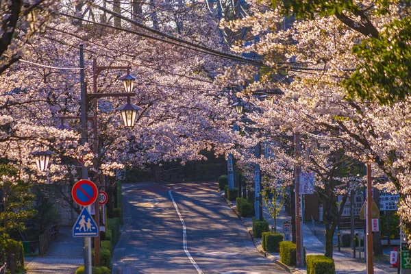 Chofu Jindaiji Sakury Města — Stock fotografie