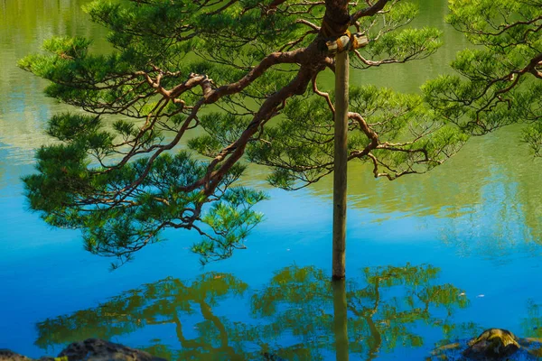 Rikugien Alberi Immagine Della Giardino Giapponese — Foto Stock