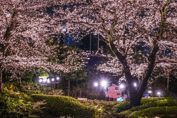 夜桜を見に行く毛利庭園 六本木 — ストック写真