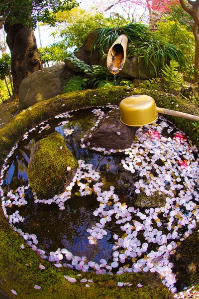 Yokohama Takamichi Dağının Sakura Görüntüsü — Stok fotoğraf