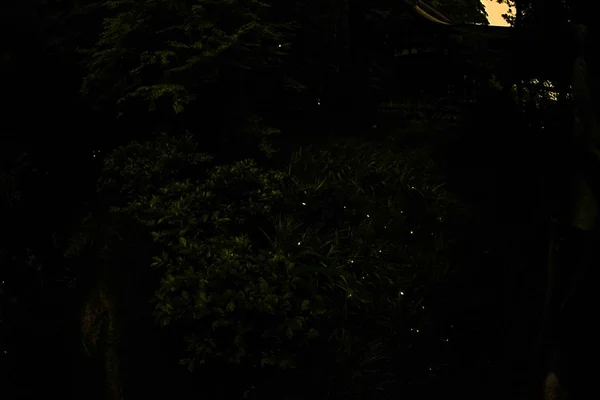 Світлячки Цуруоки Хатімана — стокове фото