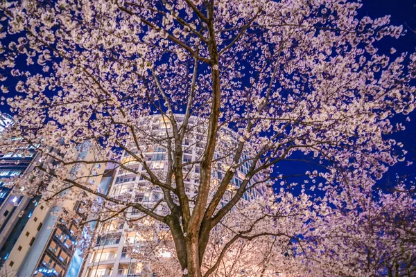 Akasaka Minato Tokyo Fleurs Cerisier Ville — Photo