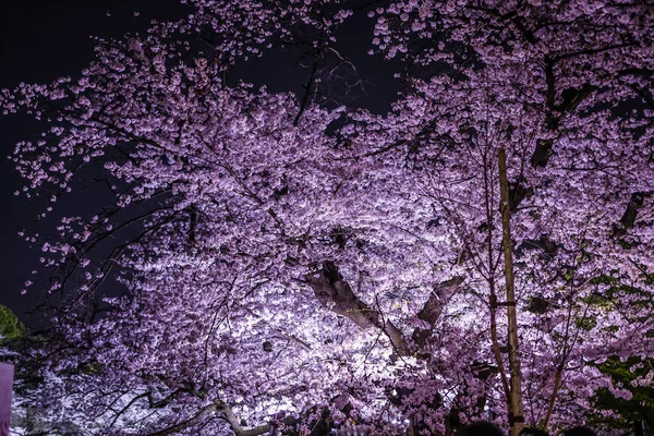 Chidorigafuchi Yendo Ver Flores Cerezo Por Noche —  Fotos de Stock