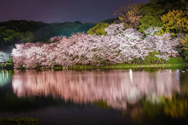 Aller Voir Des Fleurs Cerisier Nuit Sankei Garden — Photo